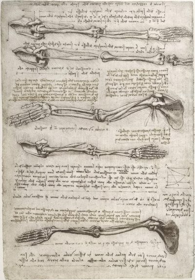 Anatomiestudies door Leonardo da Vinci